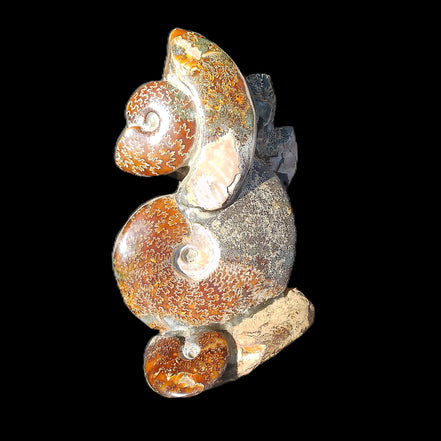 Large Ammonite specimen piece from Madagascar 310*190*120mm 4080g in sunlight - Rocks and Things Store
