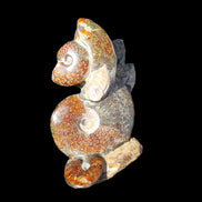 Large Ammonite specimen piece from Madagascar 310*190*120mm 4080g in sunlight - Rocks and Things Store