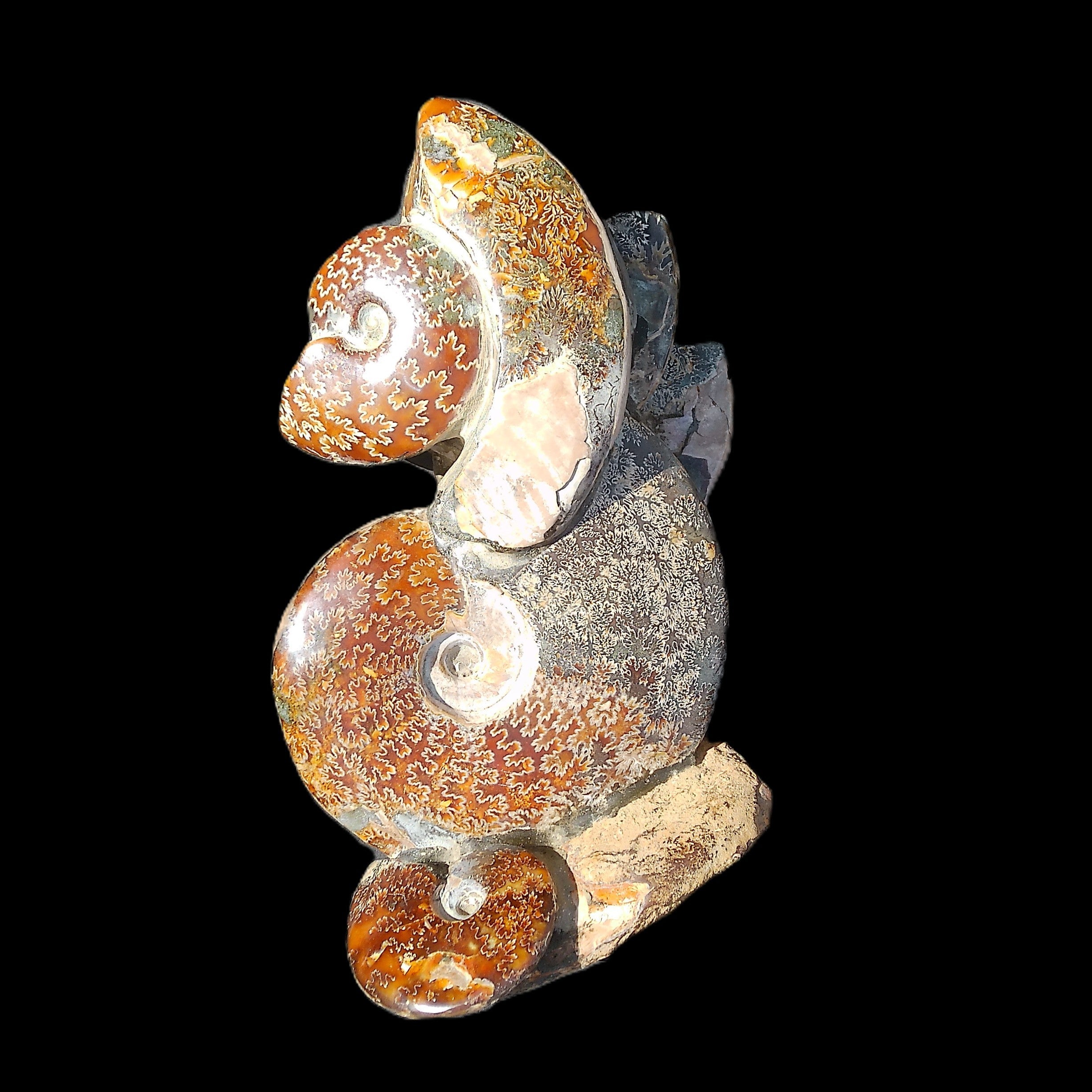 Large Ammonite specimen piece from Madagascar 310*190*120mm 4080g in sunlight - Rocks and Things Store