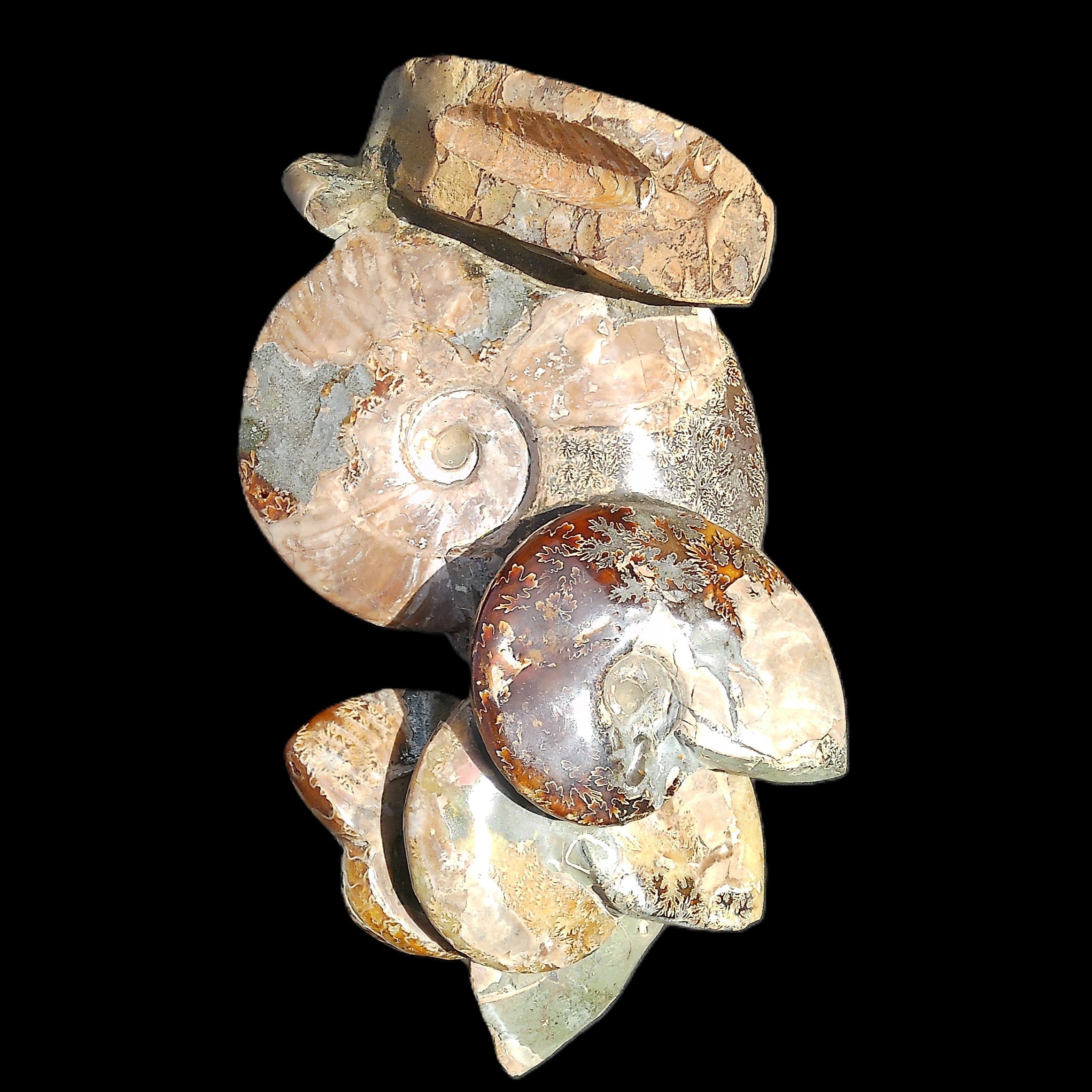 Large Ammonite specimen piece from Madagascar 310*190*120mm 4080g in sunlight - Rocks and Things Store