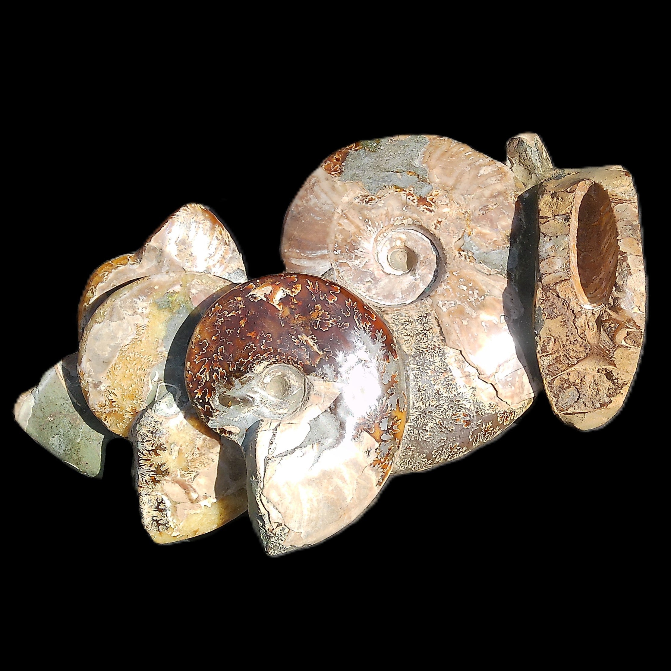Large Ammonite specimen piece from Madagascar 310*190*120mm 4080g in sunlight - Rocks and Things Store