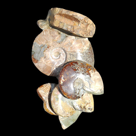 Large Ammonite specimen piece from Madagascar 310*190*120mm 4080g in sunlight - Rocks and Things Store