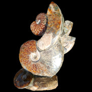 Large Ammonite specimen piece from Madagascar 310*190*120mm 4080g in sunlight - Rocks and Things Store