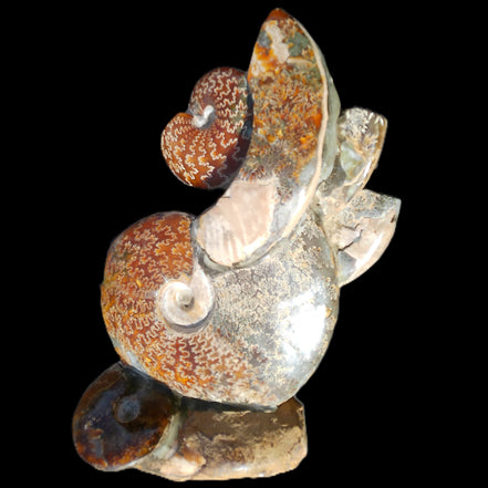 Large Ammonite specimen piece from Madagascar 310*190*120mm 4080g in sunlight - Rocks and Things Store