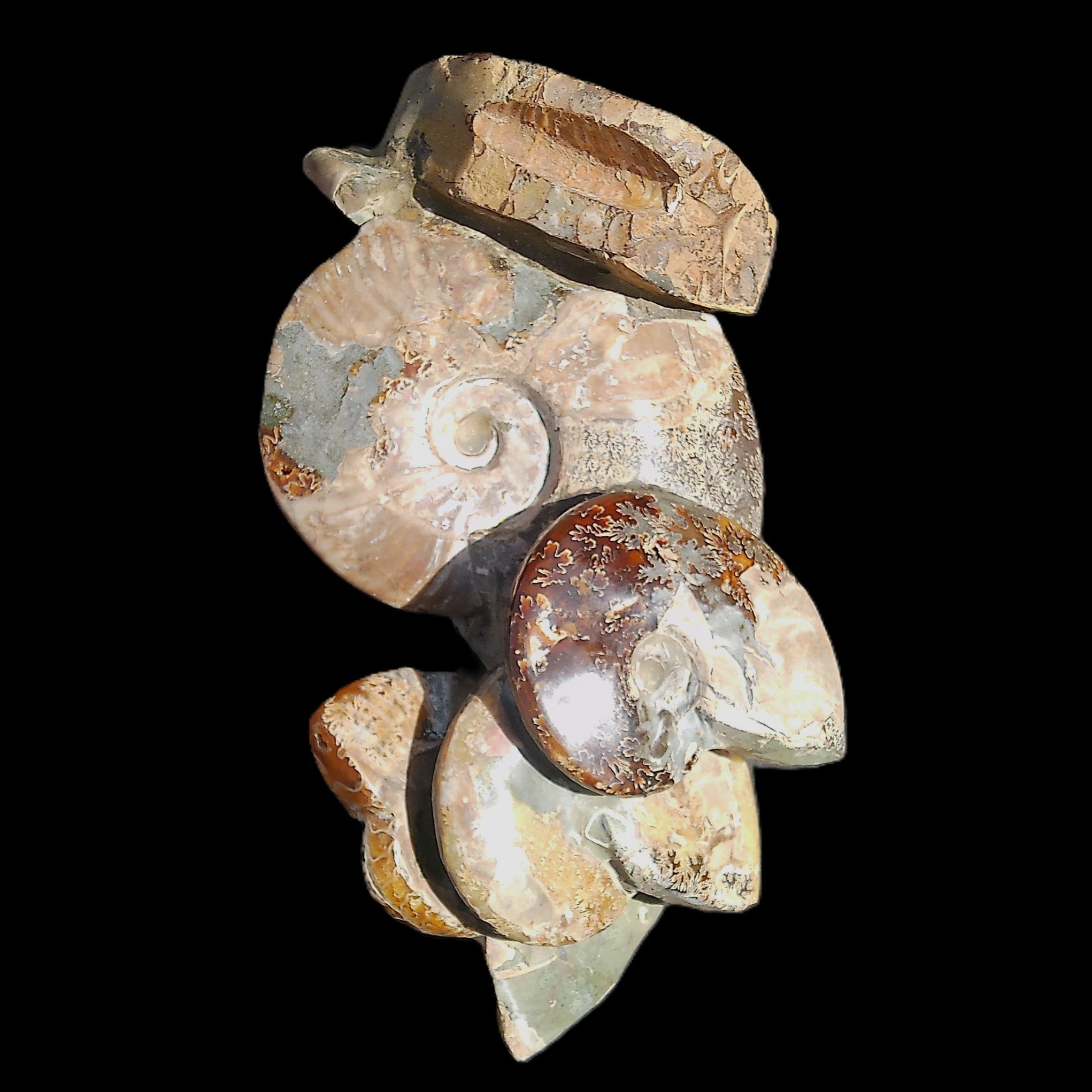 Large Ammonite specimen piece from Madagascar 310*190*120mm 4080g in sunlight - Rocks and Things Store