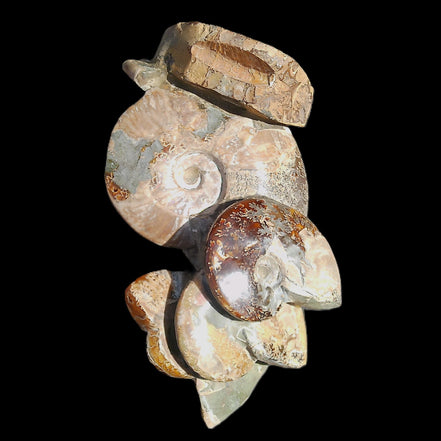 Large Ammonite specimen piece from Madagascar 310*190*120mm 4080g in sunlight - Rocks and Things Store