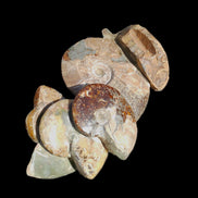Large Ammonite specimen piece from Madagascar 310*190*120mm 4080g in sunlight - Rocks and Things Store