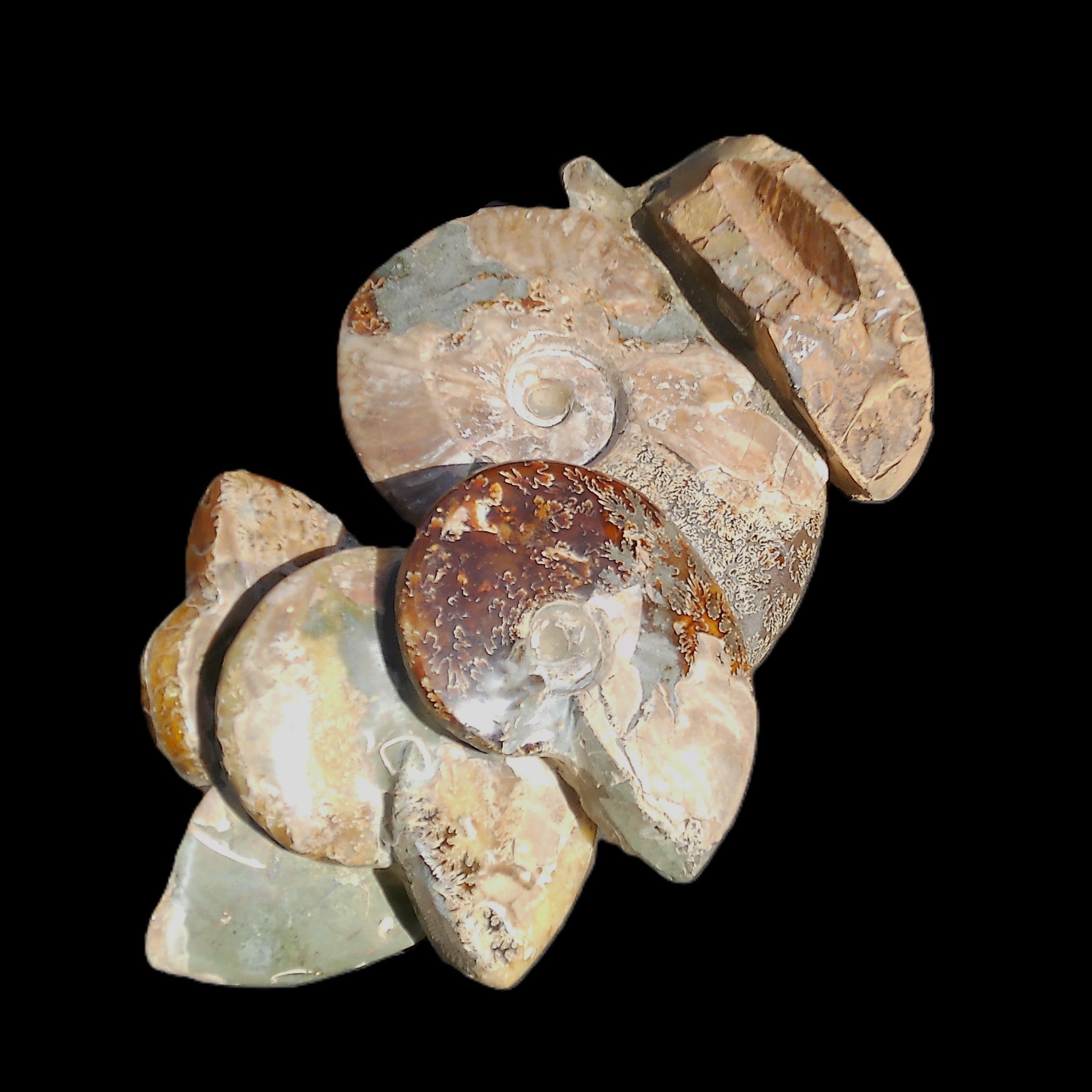 Large Ammonite specimen piece from Madagascar 310*190*120mm 4080g in sunlight - Rocks and Things Store