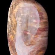 Petrified Wood from Madagascar 2530g - Rocks and Things Store