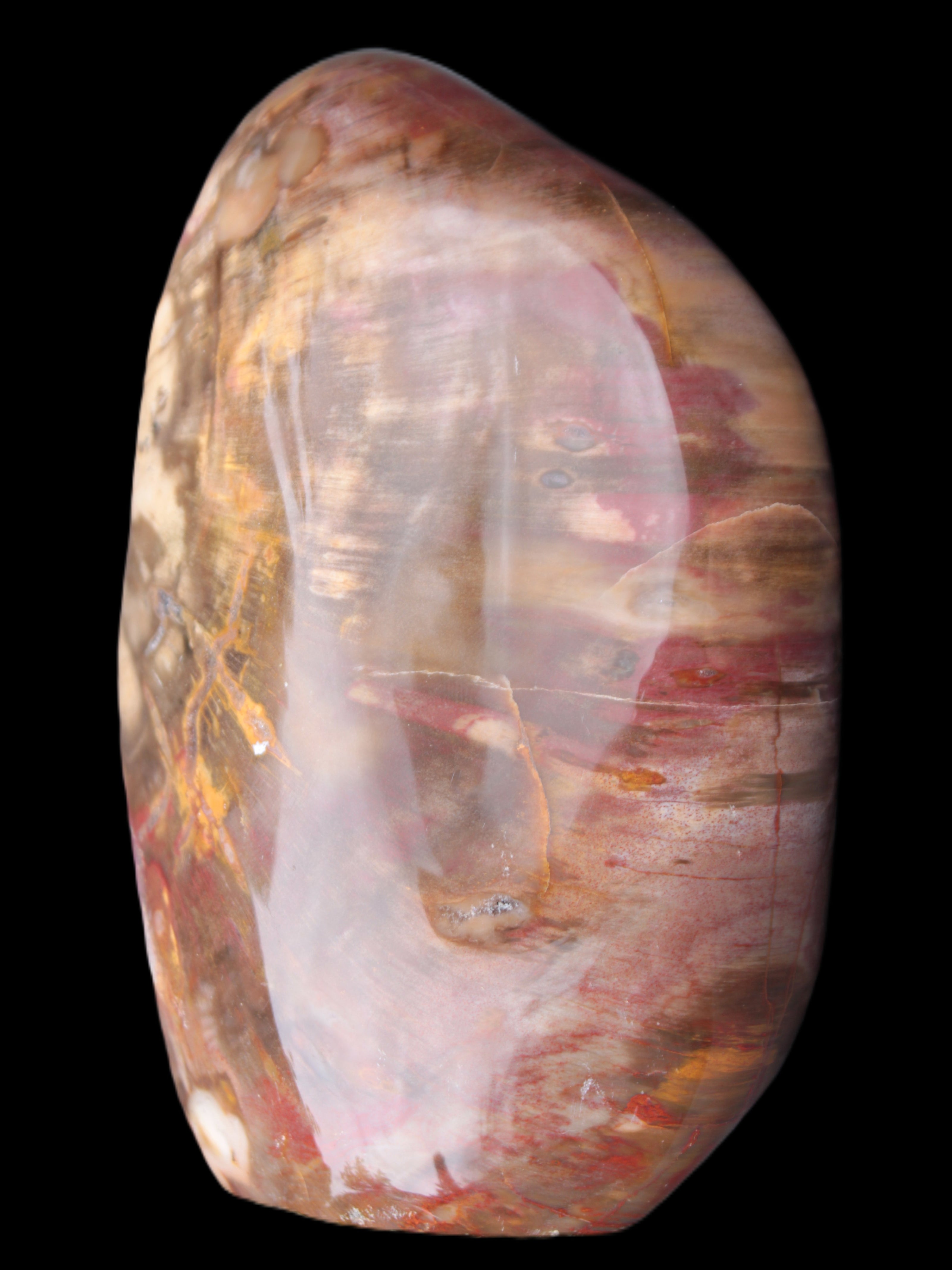 Petrified Wood from Madagascar 2530g - Rocks and Things Store
