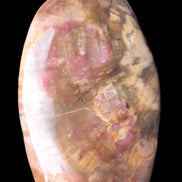 Petrified Wood from Madagascar 2530g - Rocks and Things Store