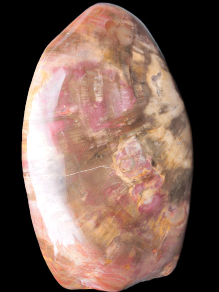 Petrified Wood from Madagascar 2530g - Rocks and Things Store