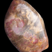 Petrified Wood from Madagascar 2530g - Rocks and Things