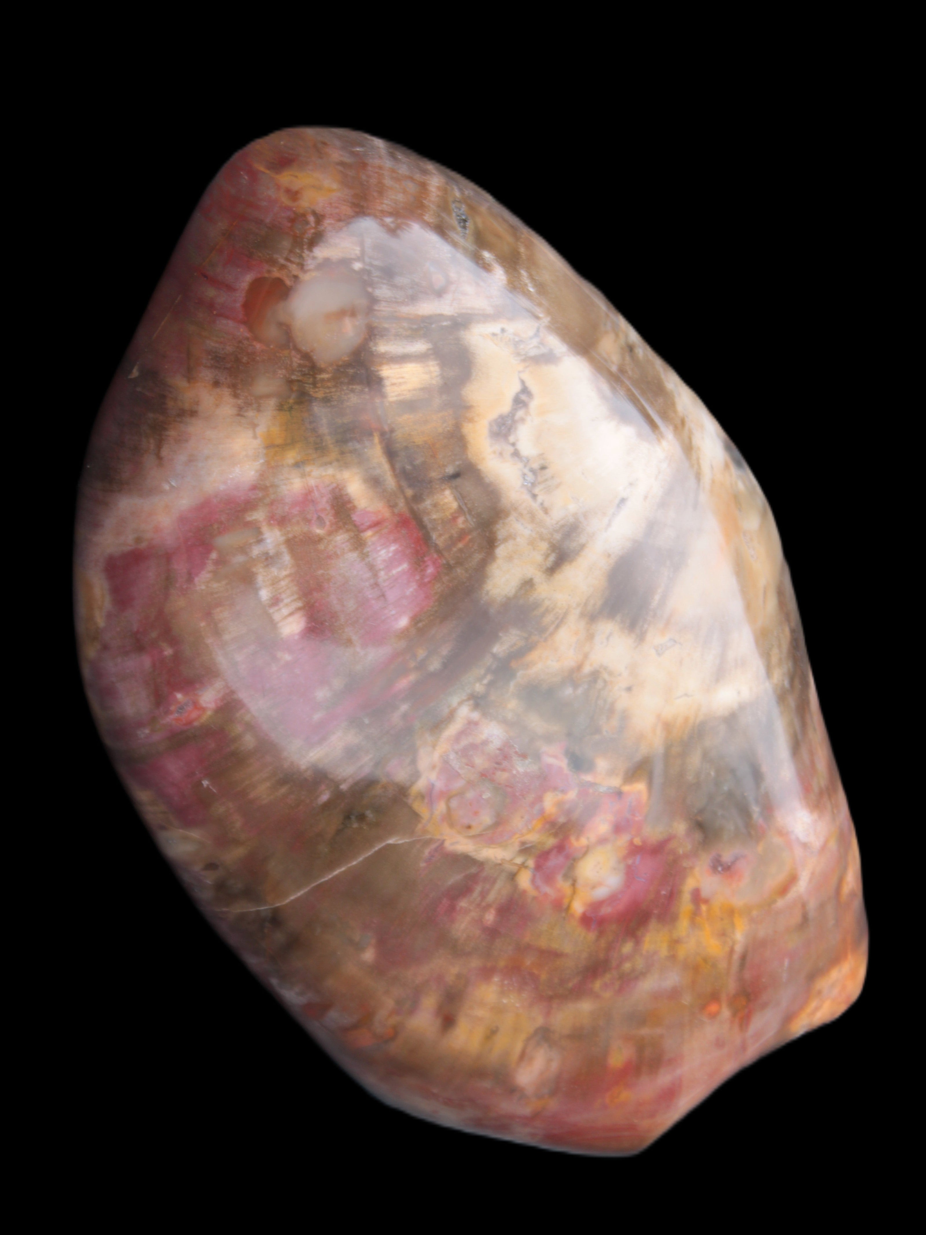 Petrified Wood from Madagascar 2530g - Rocks and Things