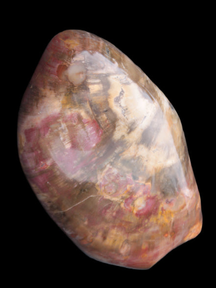 Petrified Wood from Madagascar 2530g - Rocks and Things