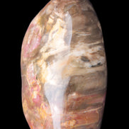 Petrified Wood from Madagascar 2530g Rocks and Things