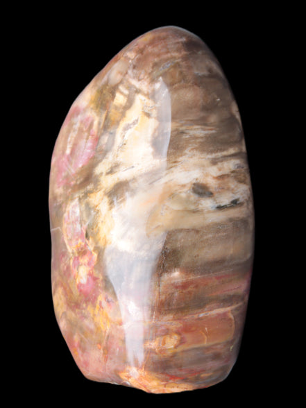 Petrified Wood from Madagascar 2530g Rocks and Things