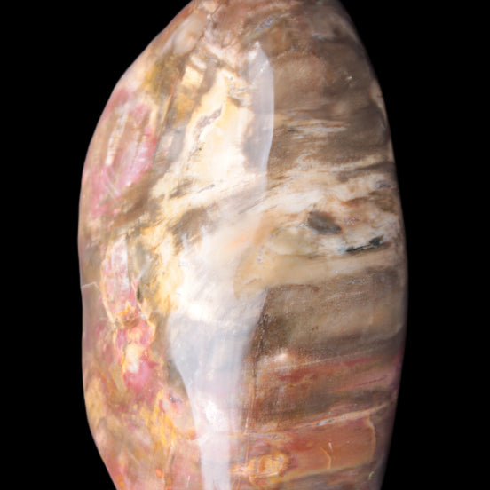 Petrified Wood from Madagascar 2530g in sunlight - Rocks and Things Store