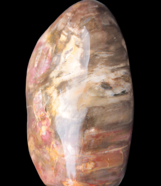 Petrified Wood from Madagascar 2530g Rocks and Things