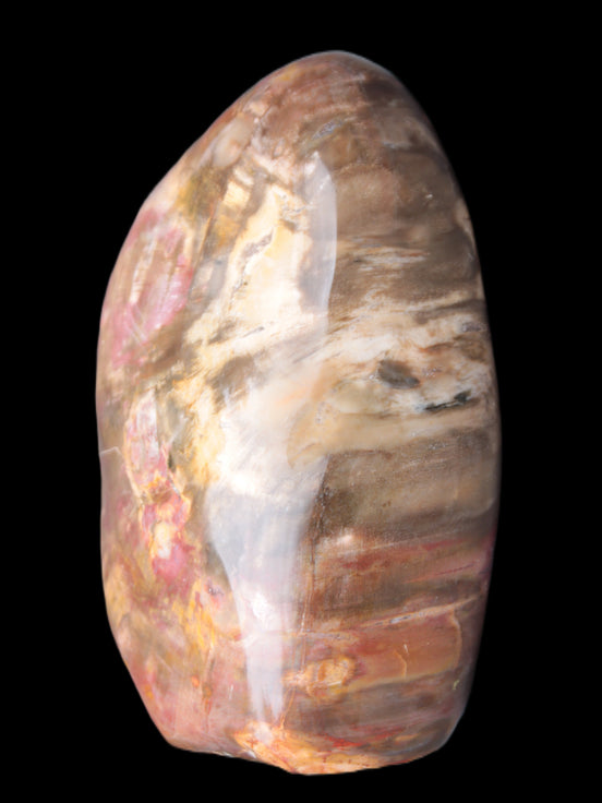 Petrified Wood from Madagascar 2530g Rocks and Things