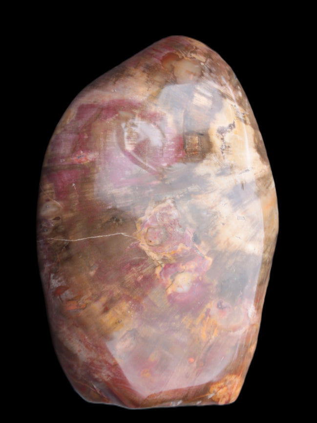 Petrified Wood from Madagascar 2530g Rocks and Things