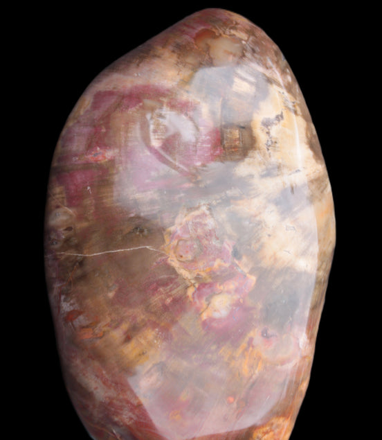 Petrified Wood from Madagascar 2530g Rocks and Things