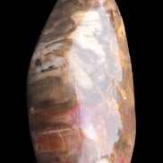 Petrified Wood from Madagascar 2530g Rocks and Things