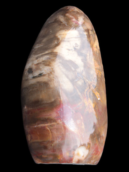 Petrified Wood from Madagascar 2530g Rocks and Things