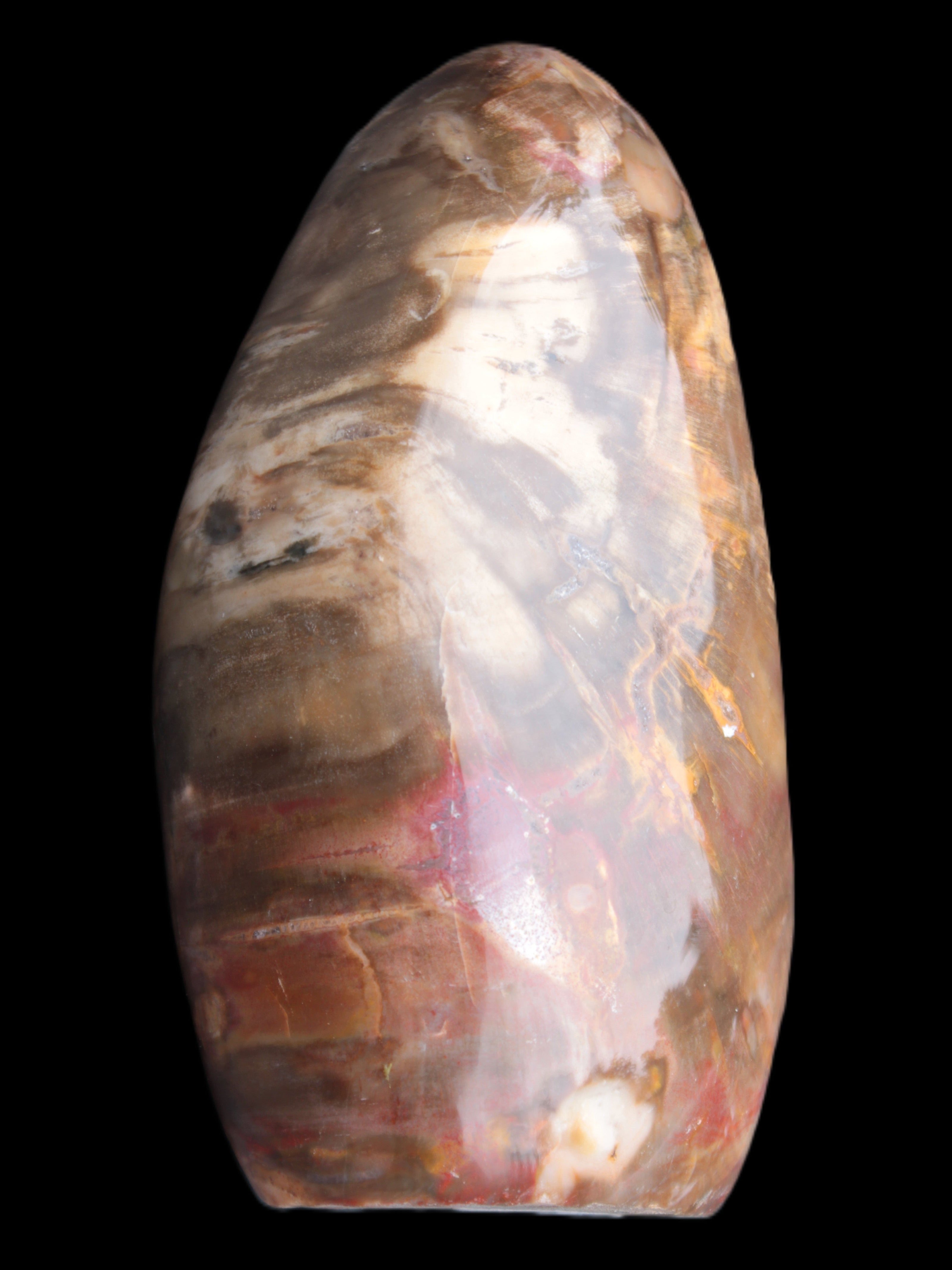 Petrified Wood from Madagascar 2530g Rocks and Things