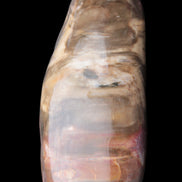 Petrified Wood from Madagascar 2530g Rocks and Things