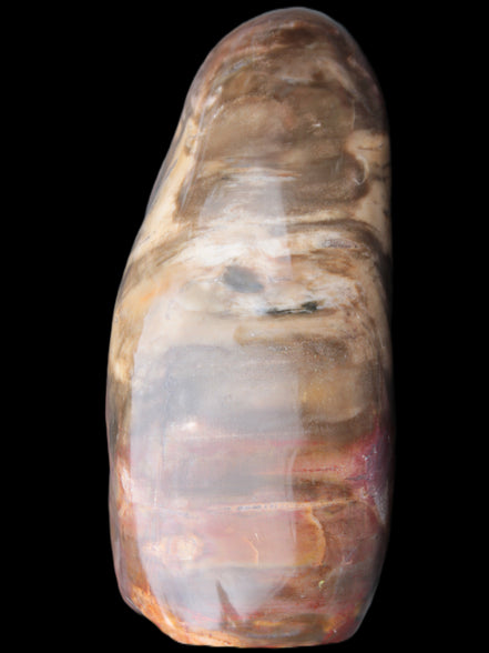 Petrified Wood from Madagascar 2530g Rocks and Things