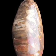 Petrified Wood from Madagascar 2530g Rocks and Things