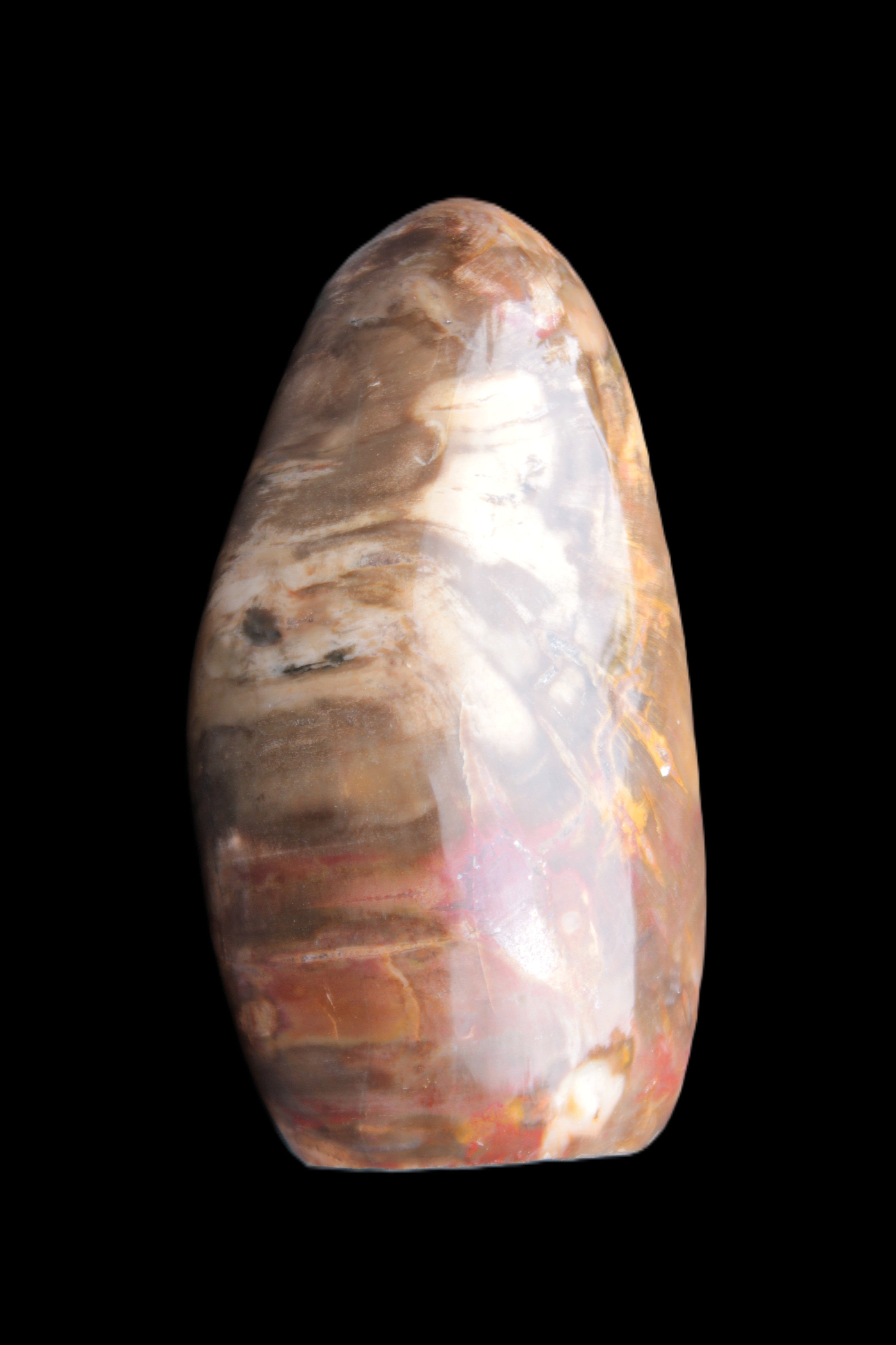 Petrified Wood from Madagascar 2530g Rocks and Things