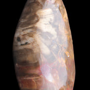 Petrified Wood from Madagascar 2530g Rocks and Things