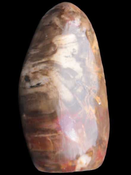 Petrified Wood from Madagascar 2530g Rocks and Things