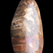 Petrified Wood from Madagascar 2530g Rocks and Things