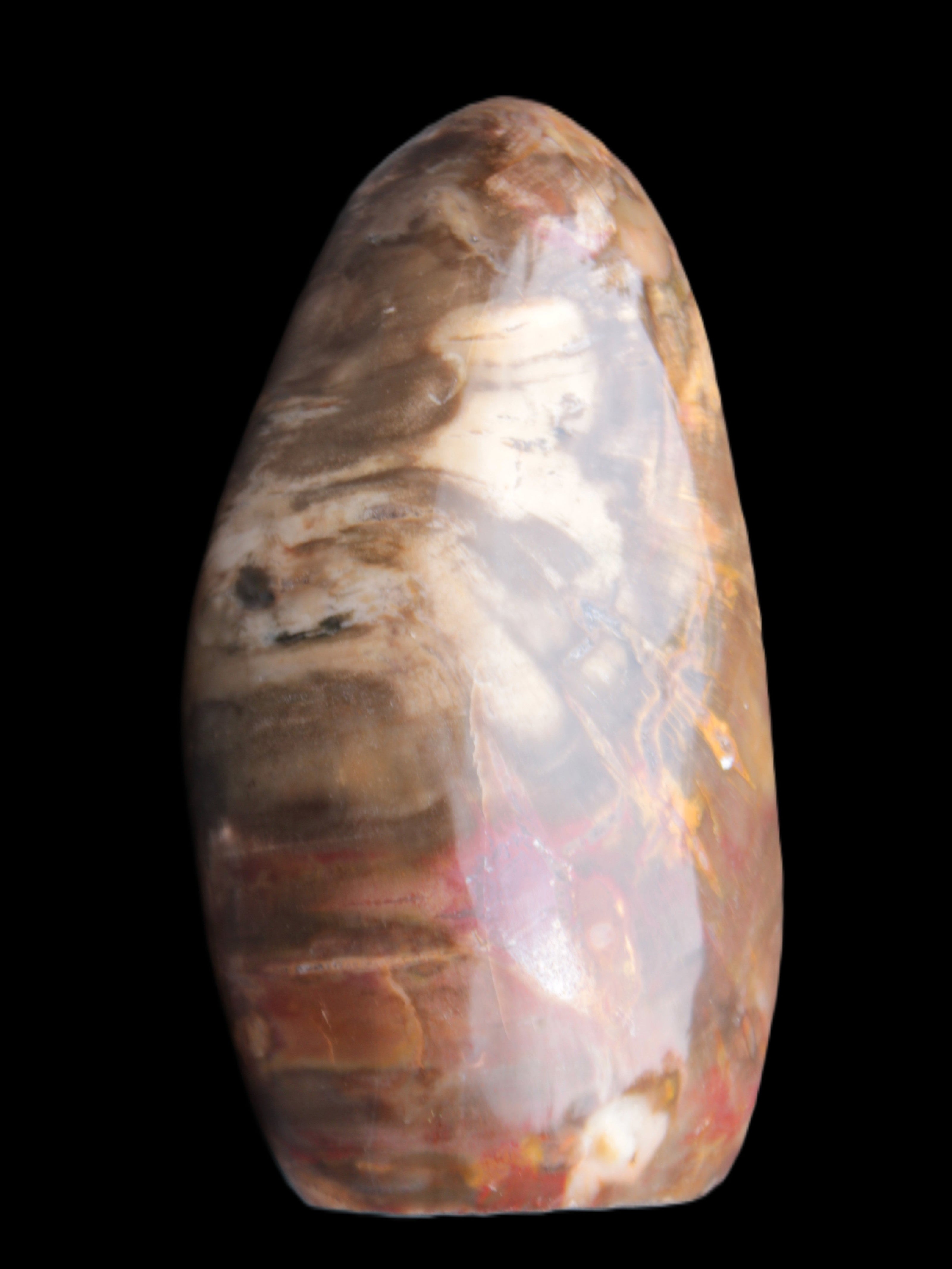 Petrified Wood from Madagascar 2530g Rocks and Things