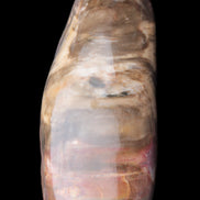 Petrified Wood from Madagascar 2530g Rocks and Things