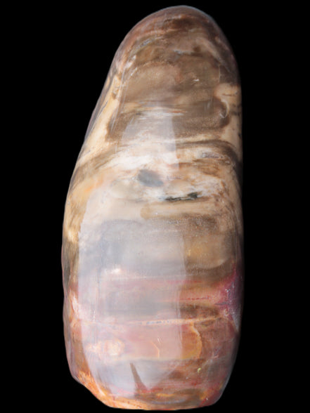 Petrified Wood from Madagascar 2530g Rocks and Things