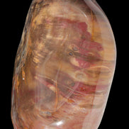 Petrified Wood from Madagascar 2530g - Rocks and Things Store