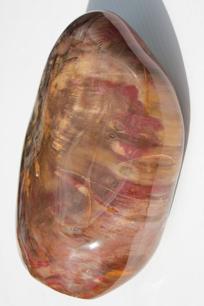 Petrified Wood from Madagascar 2530g Rocks and Things