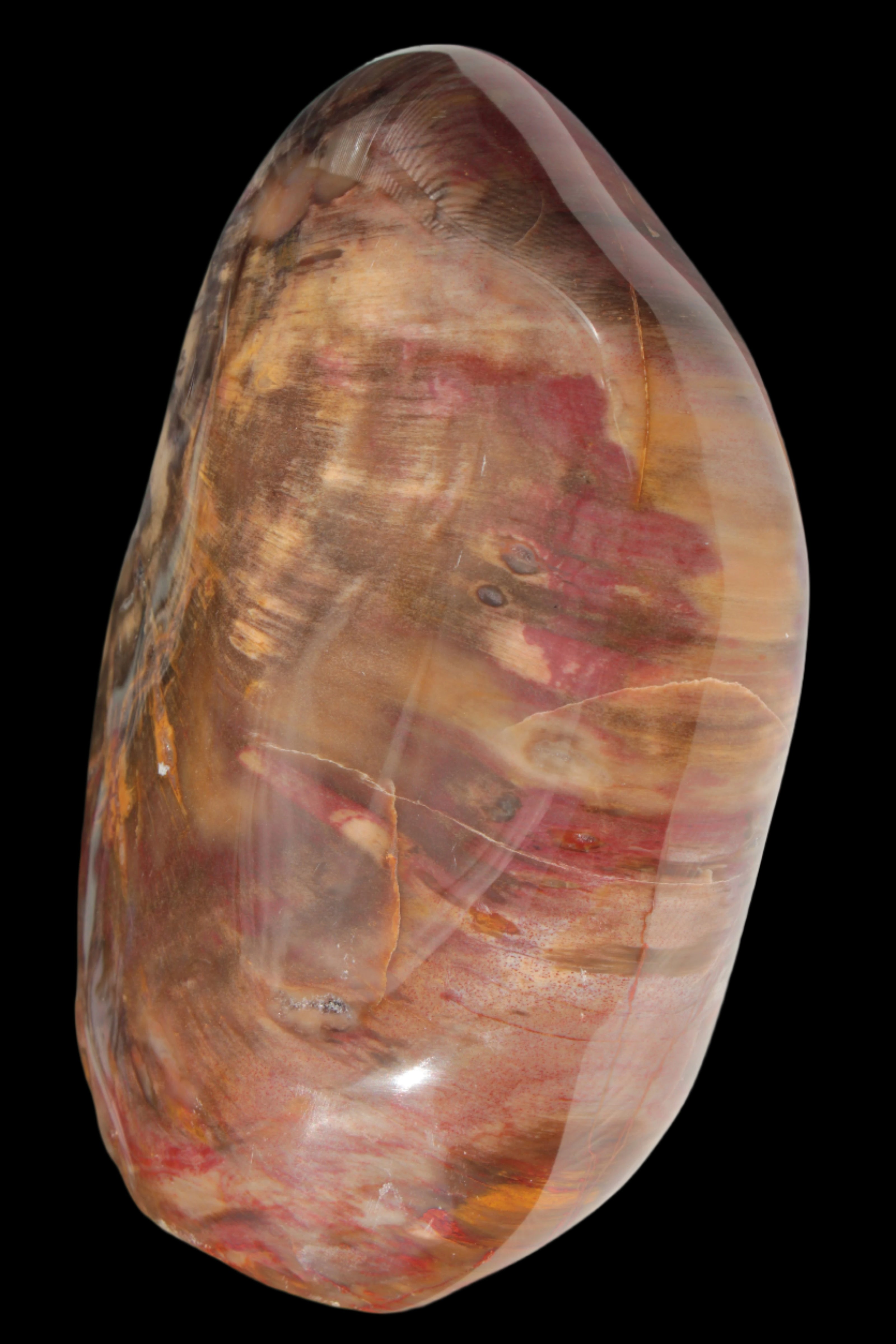 Petrified Wood from Madagascar 2530g - Rocks and Things Store