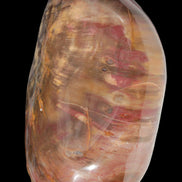 Petrified Wood from Madagascar 2530g - Rocks and Things Store