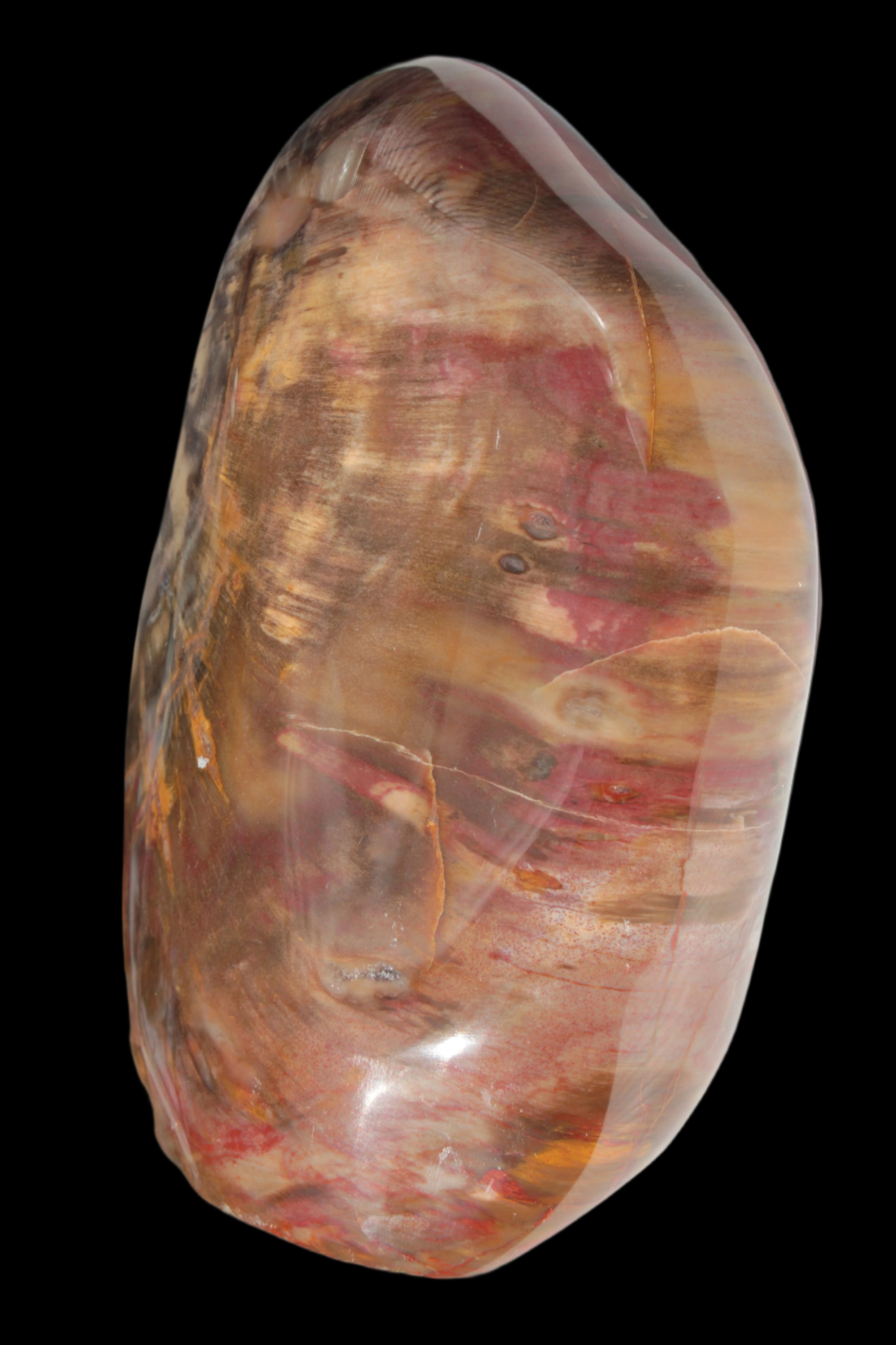 Petrified Wood from Madagascar 2530g - Rocks and Things Store