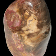 Petrified Wood from Madagascar 2530g - Rocks and Things Store