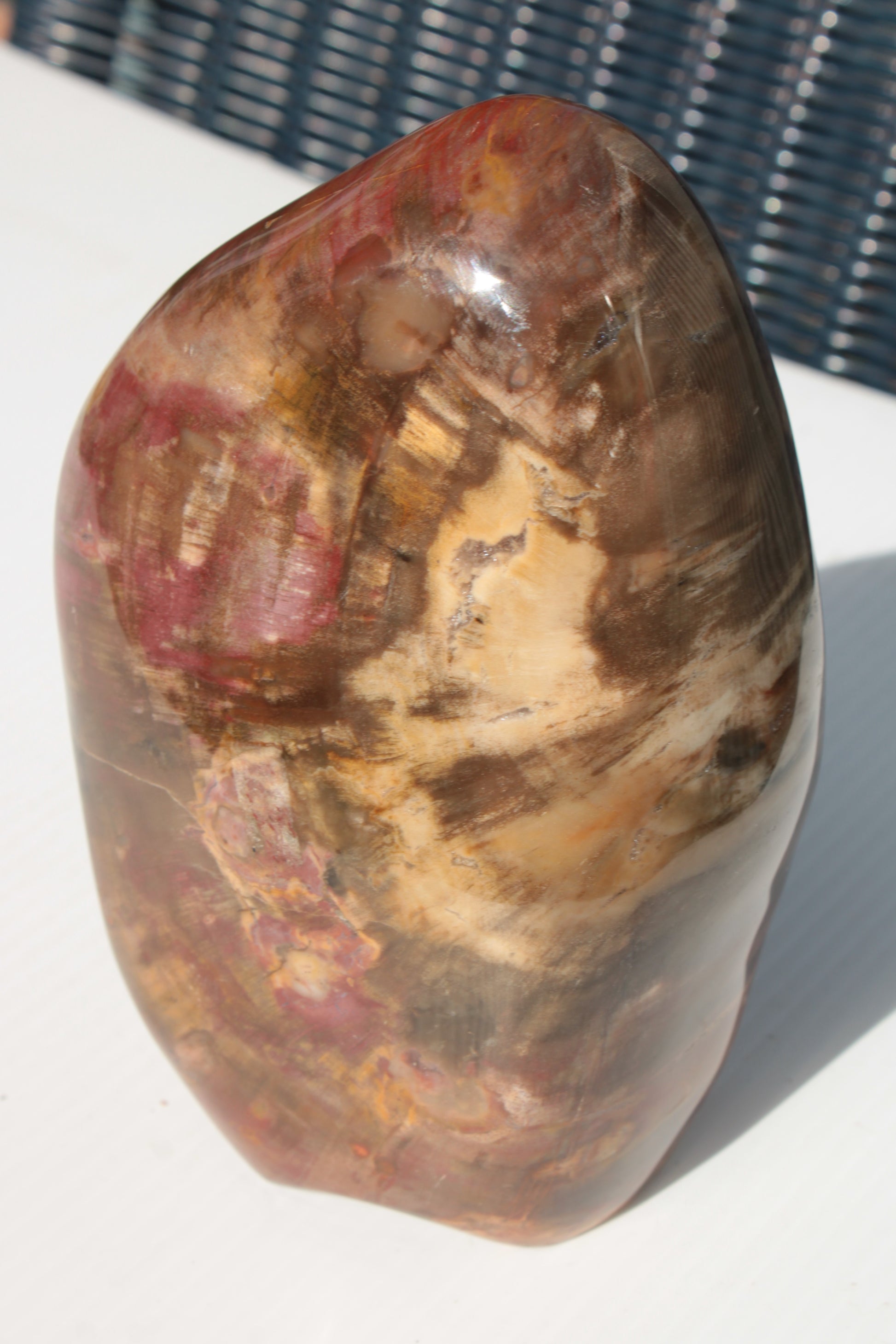 Petrified Wood from Madagascar 2530g Rocks and Things