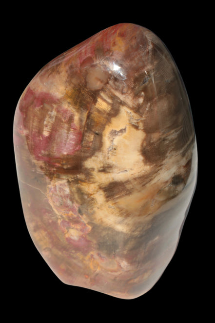 Petrified Wood from Madagascar 2530g - Rocks and Things Store