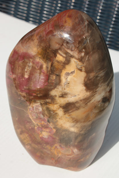 Petrified Wood from Madagascar 2530g Rocks and Things