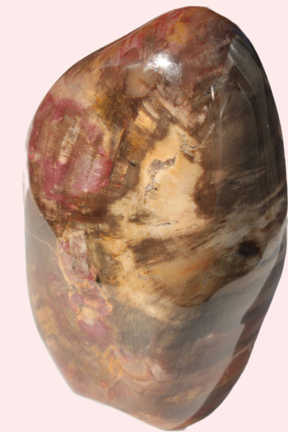 Petrified Wood from Madagascar 2530g Rocks and Things