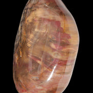 Petrified Wood from Madagascar 2530g - Rocks and Things Store